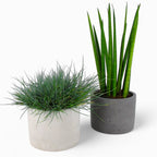 Maceta | Blumentopf Ø=15cm aus Beton